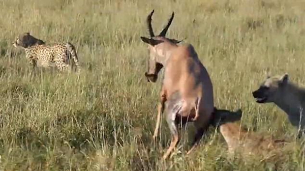 肯尼亚鬣狗从猎豹口中夺食 羚羊未能成功逃跑