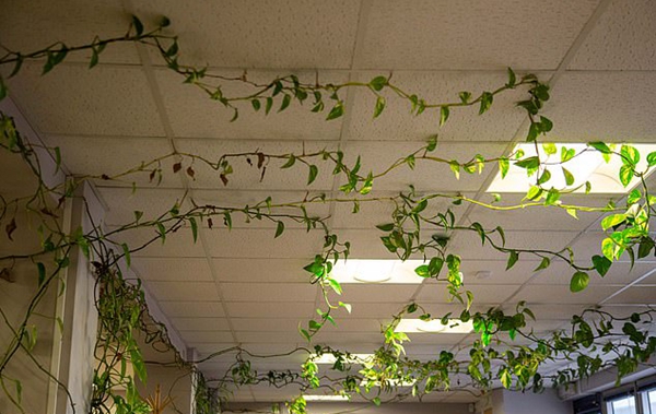 英办公室绿萝12年布满天花板如“三脚妖怪物”