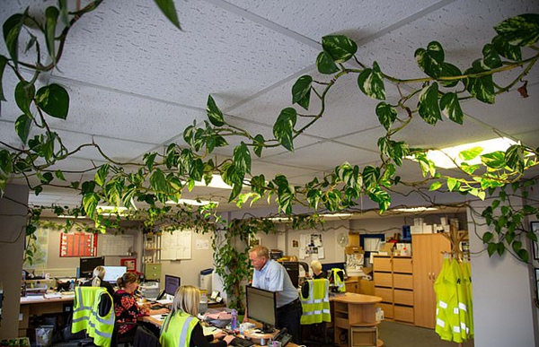 英办公室绿萝12年布满天花板如“三脚妖怪物”