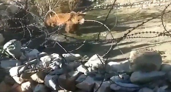 痛心！印度濒临灭绝棕熊被人追赶摔下悬崖死亡