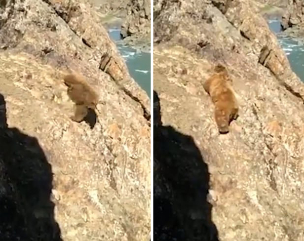痛心！印度濒临灭绝棕熊被人追赶摔下悬崖死亡