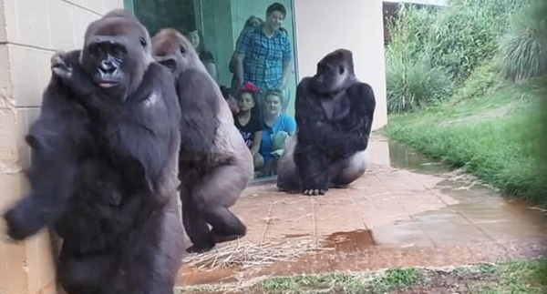 美动物园大猩猩墙角躲雨 动作表情滑稽成网红