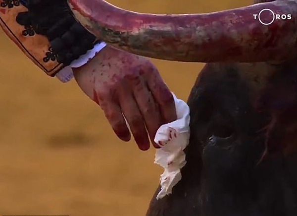 西班牙斗牛士为公牛拭泪后将其杀死引众人抨击