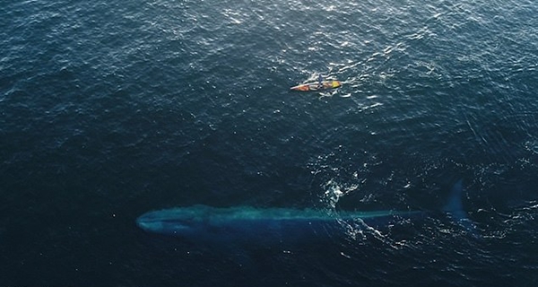 航拍划桨板者在美西海岸与蓝鲸同行唯美画面