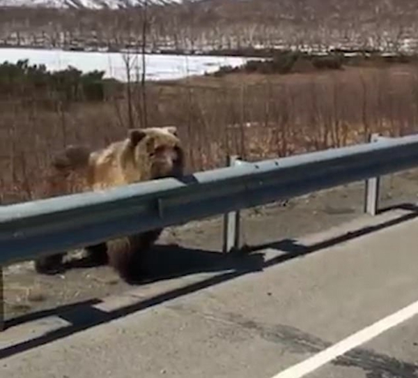 俄罗斯一棕熊偷猎人汽车后备箱野餐逃入森林