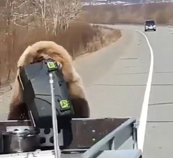 俄罗斯一棕熊偷猎人汽车后备箱野餐逃入森林
