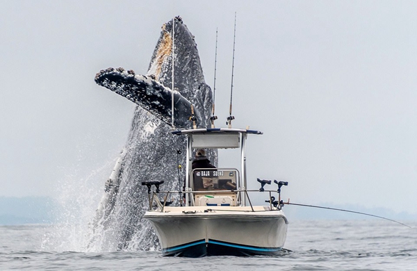 惊叹！座头鲸从海中跃起在渔船正前方翻身表演