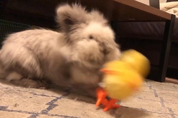 暴躁家兔对电动小鸡玩具不感兴趣频频将其推翻