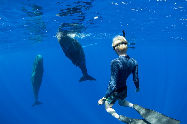 摄影师印度洋潜水捕捉到友好抹香鲸罕见特写