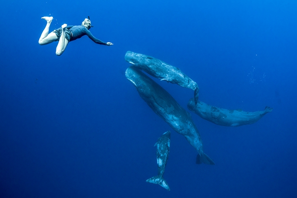 摄影师印度洋潜水捕捉到友好抹香鲸罕见特写