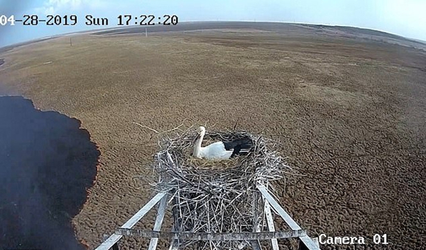 俄濒危物种东方白鹳在野火中勇护塔顶巢中卵