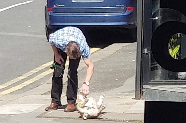 英斗牛犬赖地上不走任主人拉扯亦不动引人轰笑