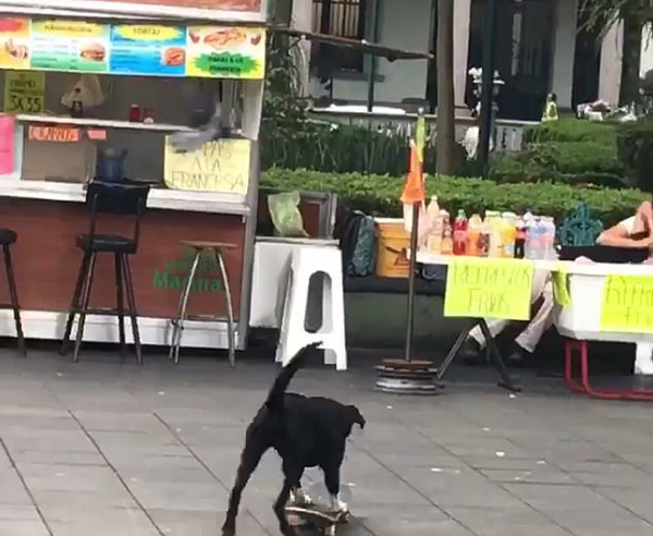 墨西哥一小狗踩滑板冲向饮品摊撞倒众多饮料瓶