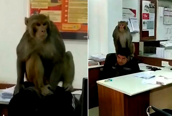印度一顽猴闯进银行“劫持调戏”银行职员