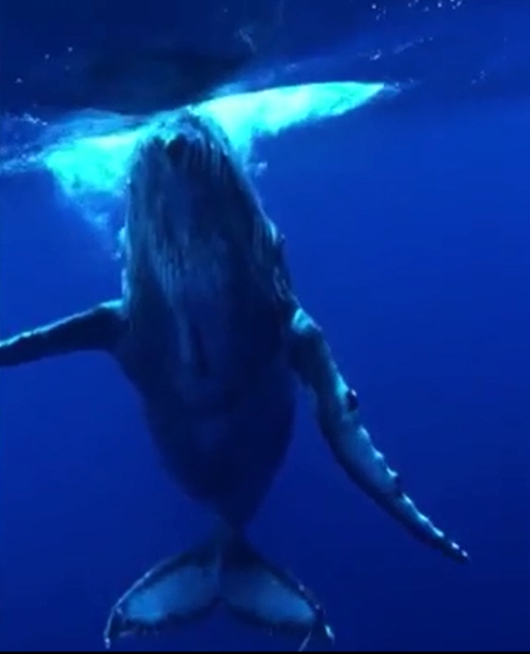 海底奇遇！摄影师偶遇巨型蓝鲸称其像“潜艇”