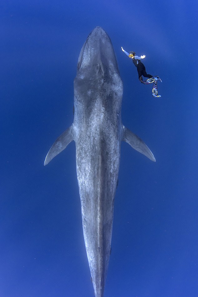 海底奇遇！摄影师偶遇巨型蓝鲸称其像“潜艇”