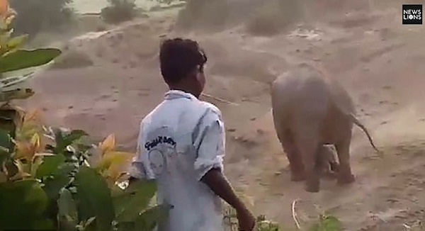 印母象产崽后遭村民扔石头 怒将男子当场踩死