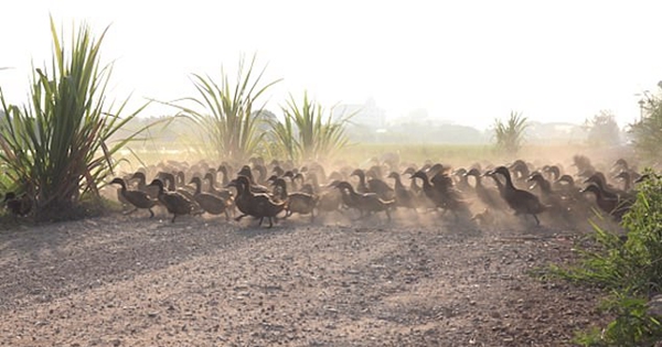 泰国3000只鸭子急行军过马路扬起尘土似沙尘暴
