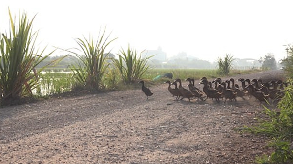 泰国3000只鸭子急行军过马路扬起尘土似沙尘暴
