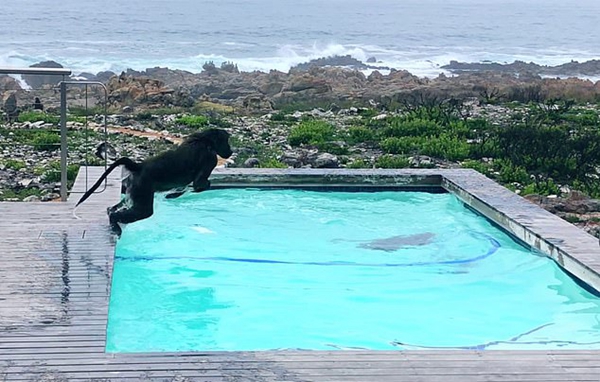 可爱！南非两只顽皮狒狒在居民家泳池嬉戏打闹