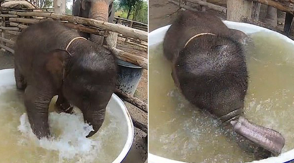 好可爱！泰国一小象洗澡时在浴缸里开心翻滚