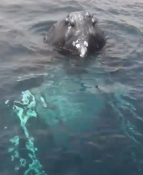 爱尔兰海岸两座头鲸钻出水面围绕观鲸船嬉戏