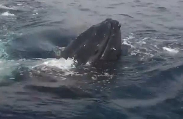 爱尔兰海岸两座头鲸钻出水面围绕观鲸船嬉戏
