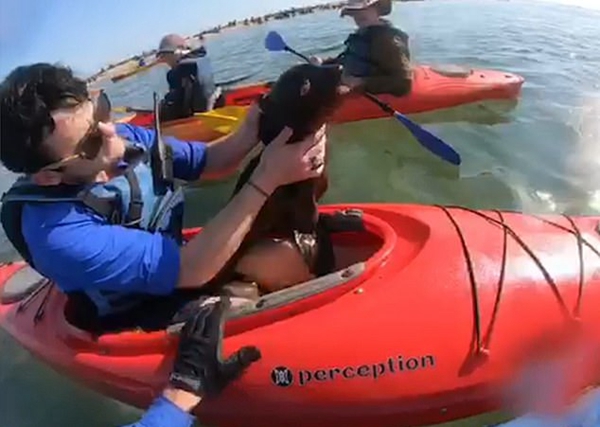 纳米比亚皮滑艇爱好者营救被鱼线绕脖小海豹