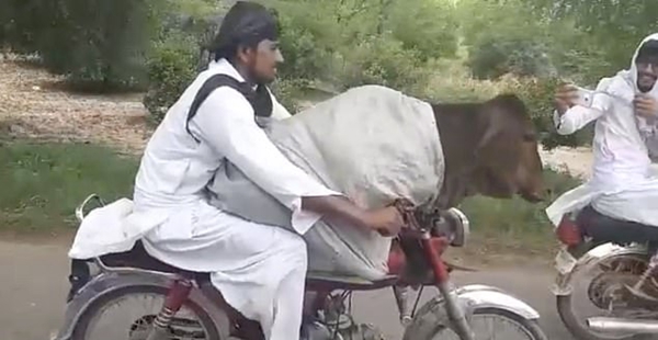 巴基斯坦一男子载着奶牛骑摩托上路引网友热议