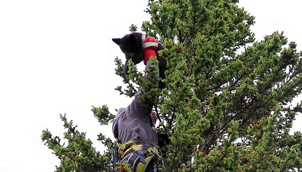 暖心！加男子爬上21米高云杉树救被困黑熊宝宝