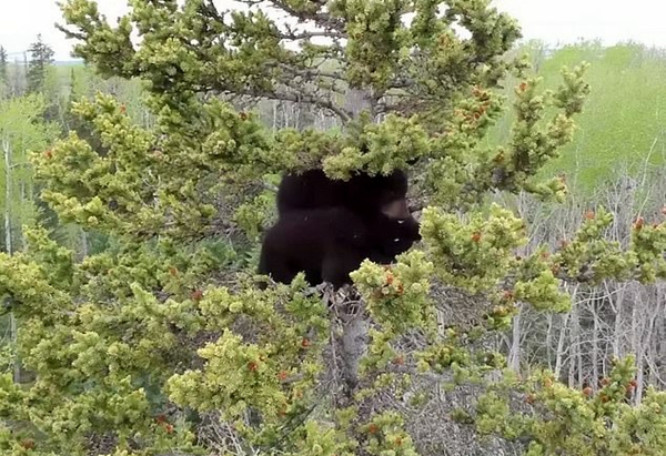 暖心！加男子爬上21米高云杉树救被困黑熊宝宝