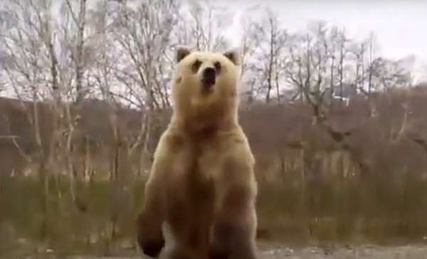 俄罗斯一男子无视禁令下车挑逗棕熊引起众怒
