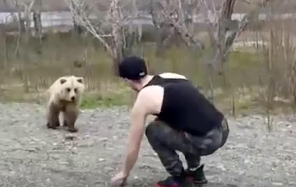 俄罗斯一男子无视禁令下车挑逗棕熊引起众怒
