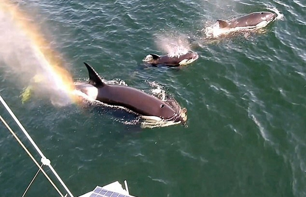 加海域虎鲸群为船上游客热情表演跳跃和捕猎