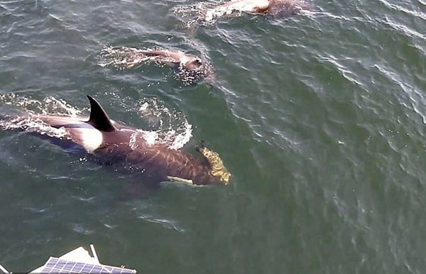 加海域虎鲸群为船上游客热情表演跳跃和捕猎