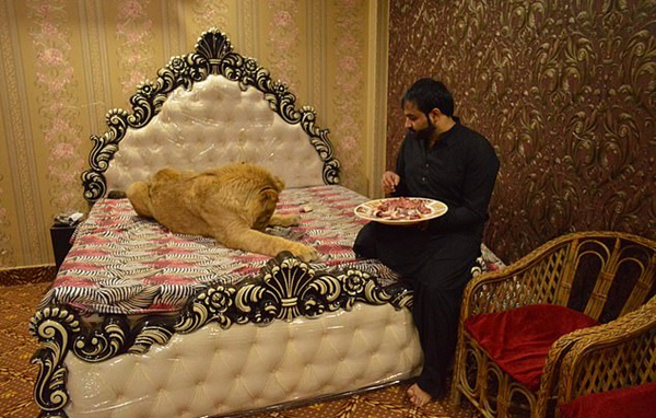 巴基斯坦男子家中圈养雄狮 称其像自己的孩子
