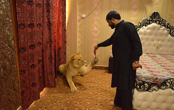 巴基斯坦男子家中圈养雄狮 称其像自己的孩子
