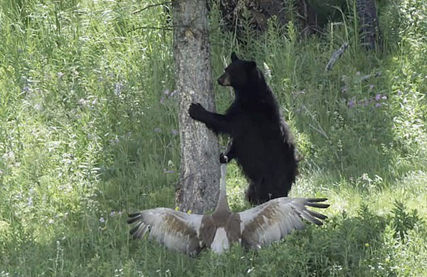 美国一公园沙丘鹤护崽心切对靠近黑熊穷追不舍