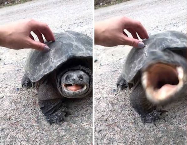 有惊无险！加拿大一女孩爱抚鳄龟险些被咬
