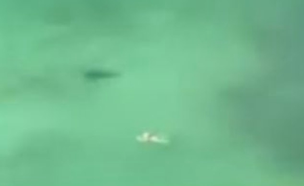 惊险！美海域鲨鱼接近游泳女子 后者浑然不知