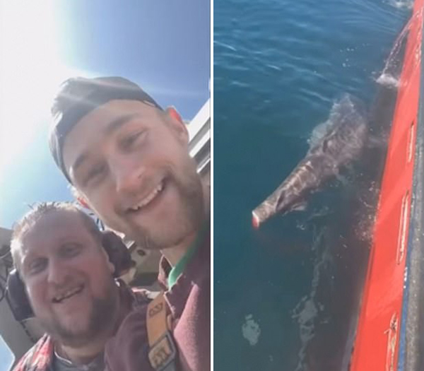 残忍！格陵兰岛渔民切断鲨鱼尾巴将其扔回大海