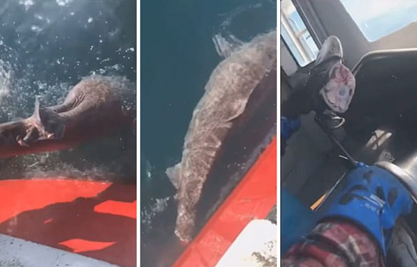 残忍！格陵兰岛渔民切断鲨鱼尾巴将其扔回大海