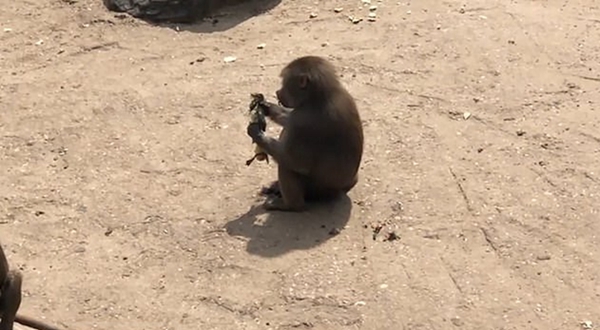 残酷！荷兰动物园一狒狒捕获小鸭子当场开吃