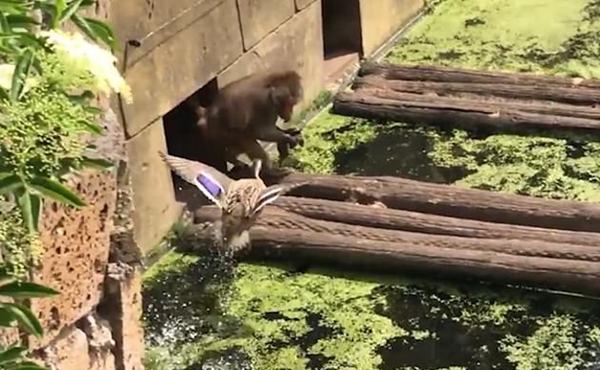 残酷！荷兰动物园一狒狒捕获小鸭子当场开吃