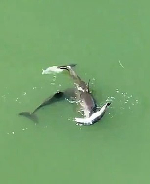 海豚妈妈不舍离开死去幼崽 尽力推其尸体浮起