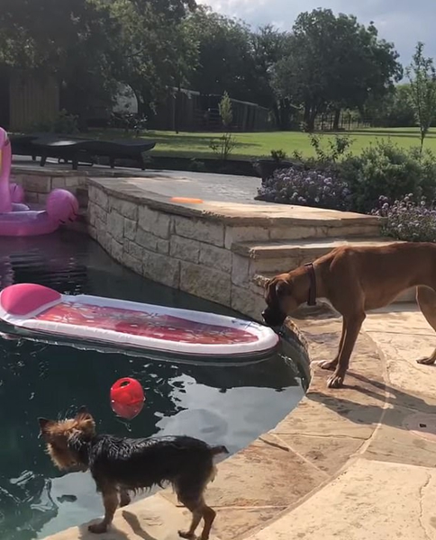 两只聪明狗狗分工合作成功把球从泳池中捞出