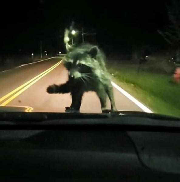 美国一浣熊夜间被车撞后跳上引擎盖惊呆司机