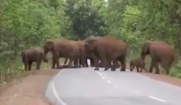 印度一象群为死去小象举行“葬礼” 令人动容