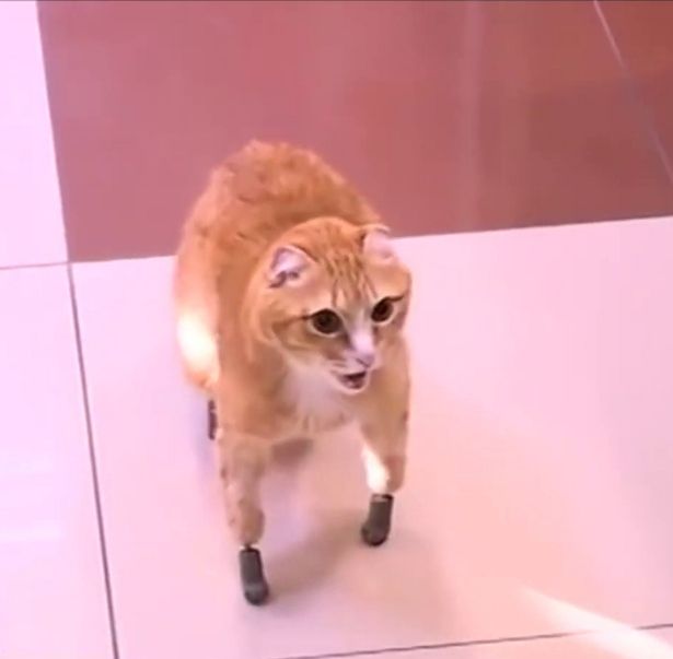 俄罗斯一猫咪因冻伤被截肢 装四只仿生爪成世界首例