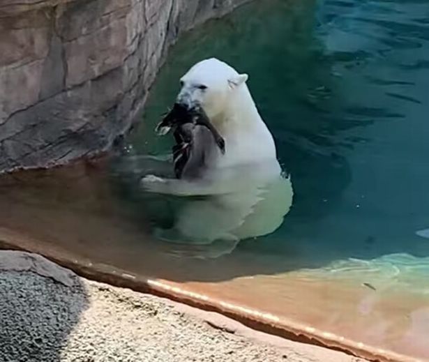 美动物园内一北极熊吃掉落在围场鸭子惊呆游客